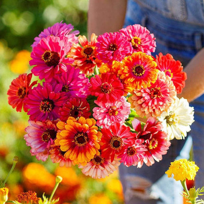 Avysa Zinnia Carousel Mix Seed(25 per packet)