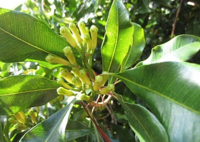 VibeX VXI-36 - Clove Syzygium aromaticum - (60 Seeds) Seed(60 per packet)