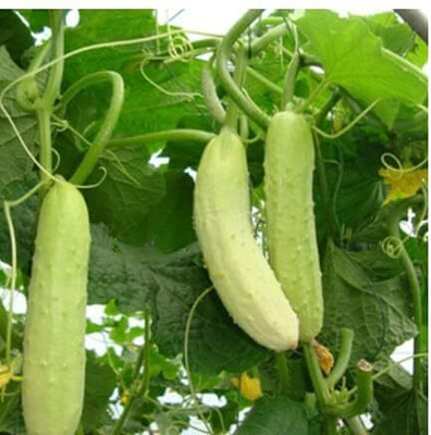 LPR CUCUMBER ,KHIRA Seed(100 per packet)