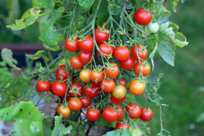 DRoz tomato Seed(85 per packet)