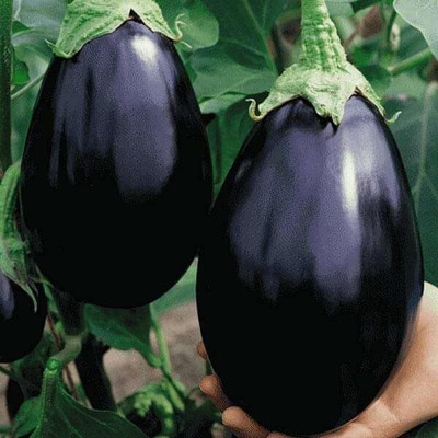 KNESSiN Black Brinjal Vegetable Seeds-[2gm] Seed(500 per packet)
