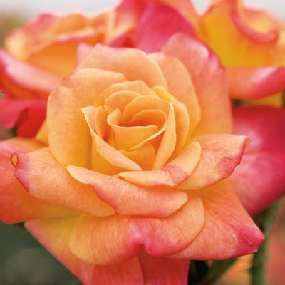 CYBEXIS LX-30 - Apricot Pink Orange Climbing Rose - (300 Seeds) Seed(300 per packet)