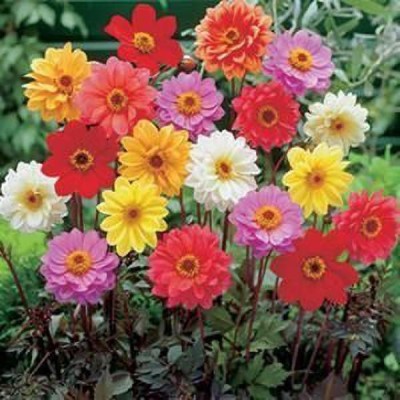 KANAYA Dahlia Multicolor Flowers Seed(125 per packet)