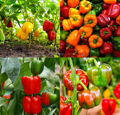 ibains Capsicum tree seed shimla mirchi beez 39 Seed(39 per packet)