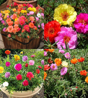 ibains Time flower seed 82 Seed(82 per packet)
