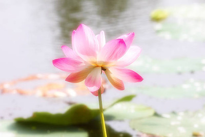 FarmQuartee lotus,kamal gatta Seed(11 per packet)