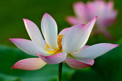 marwadifarm lotus,kamal gatta Seed(10 per packet)