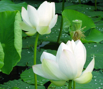 CYBEXIS NDIR-17 - Mixed Lotus /Water Lily - (30 Seeds) Seed(30 per packet)