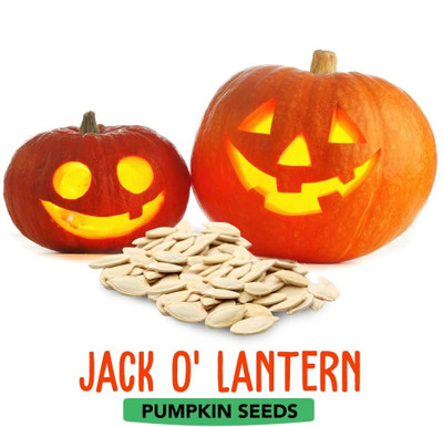 Qualtivate HYB-9A Jack O' Lantern Pumpkin Seeds Seed(50 per packet)