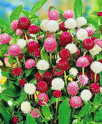 Infintegreen Gomphrena flower Seed(100 per packet)