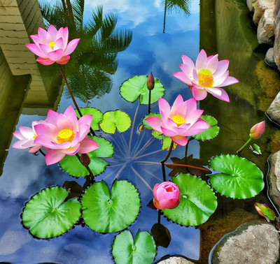 DEYS AGRO ™ lotus seeds for positivity,lotus flower seeds Seed(12 per packet)