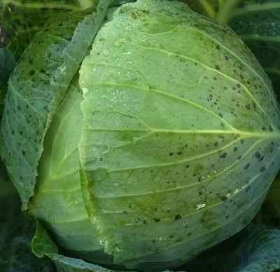 the green dotcom VNR fresh cabbage vegetable hybrid Seed(60 per packet)