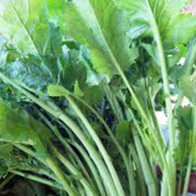 VibeX ® LXI-491 Broccoli Raab Seeds, Rapini Seed(200 per packet)