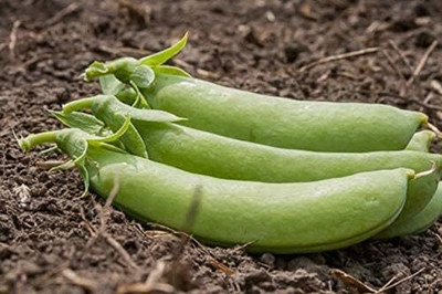Qualtivate XXX-2A Cascadia Sugar Snap Pea Seeds Seed(200 per packet)