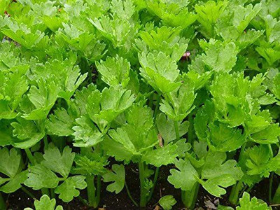 VibeX ® VLR-185 Cutting Leaf Celery Apium Seed(500 per packet)
