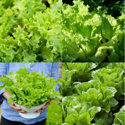 ibains Iceberg lettuce seeds for home garden bij50 Seed(50 per packet)