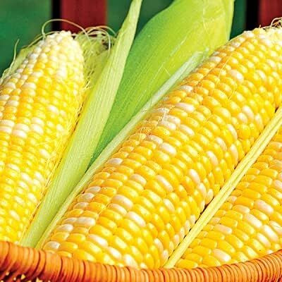 WILLVINE GBPUT -III F1 Hybrid Pusa Improved Corn -[100g] Seed(400 per packet)