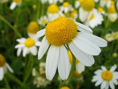 VibeX VVI-21 - German Chamomile Herb - (750 Seeds) Seed(750 per packet)