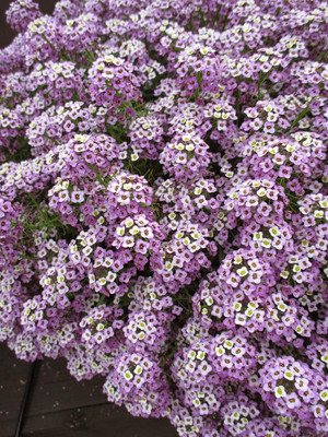 Lorvox Allysum Snow White, Allysum Seed(110 per packet)