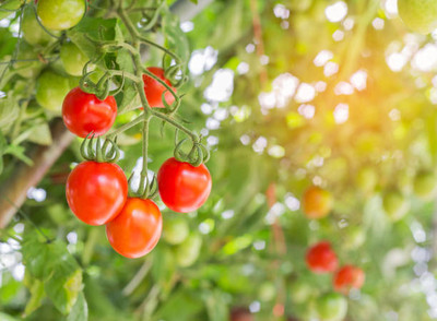 Farmers Choice tomato Seed(145 per packet)