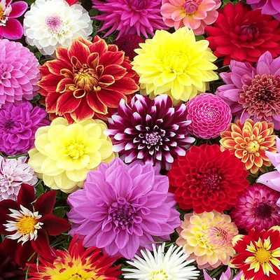 CYBEXIS XLL-18 - Mixed Color Dahlia Non-GMO Fresh - (180 Seeds) Seed(180 per packet)