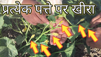 HYBRID 10g cucumber fruits on every leaf, highest yield early fruiting Seed(1 per packet)