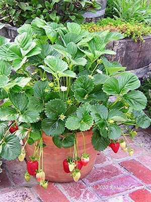 Aywal Strawberry Fresh Fruit Seed(35 per packet)