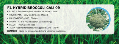 CYBEXIS F1 HYBRID BROCCOLI CALI-09(2500 Seeds) Seed(2500 per packet)