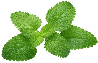 CEZIUS LEMON BALM HERB PLANT Seed(100 per packet)