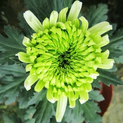 Aywal Chrysanthemum Exotic Flower Seed(90 per packet)