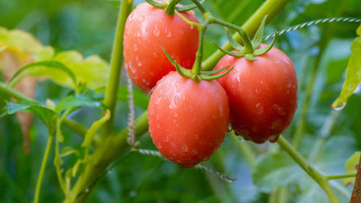 EVERSEED tomato Seed(125 per packet)