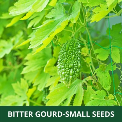 Qualtivate JXL-8AT BITTER GOURD SMALL (KARELA ) Seed(50 per packet)