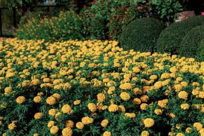 uddeepar retail marigold,gende ka phool seeds Seed(20 per packet)