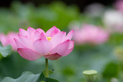 manushya life lotus,kamal gatta Seed(10 per packet)