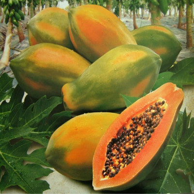 Farmonix Papaya Seed(20 per packet)