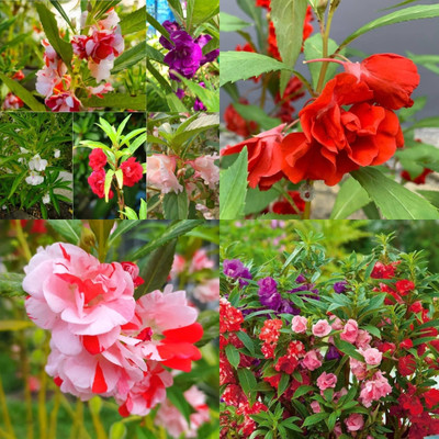 ibains Balsam flower seeds all colour 47 Seed(47 per packet)