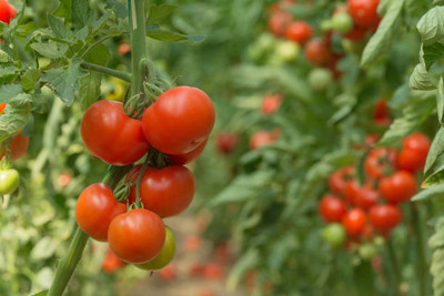 greenhut tomato Seed(70 per packet)