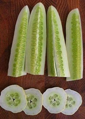 WILLVINE VXI-622 Silver Slicer Cucumber Seeds Seed(200 per packet)