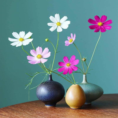 CYBEXIS LX-98 - Cosmos Pink & White Rare Flower - (270 Seeds) Seed(270 per packet)