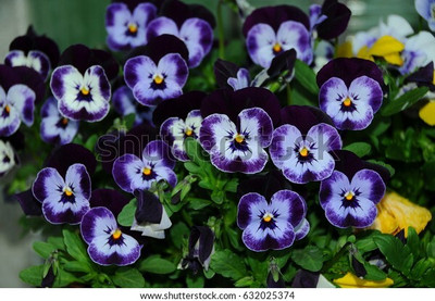 XOLDA Exotic viola Seed(21 per packet)