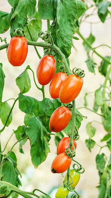 MRCY tomato Seed(120 per packet)