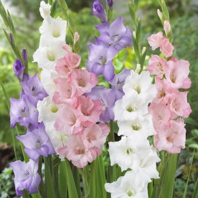 Andhagnai Greens Gladiolus/ Sword Lily Multicolor Flower Flower Bulbs Seed(5 per packet)