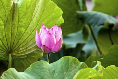 HOIVA lotus,kamal gatta Seed(11 per packet)