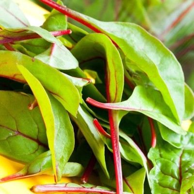 KNESSiN Vegetable, Spinach - Red Kitten F1[400 Seeds] Seed(400 per packet)