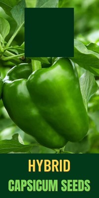 VibeX TLX-58 - Green Capsicum F1 Hybrid shimla mirch - (150 Seeds) Seed(150 per packet)