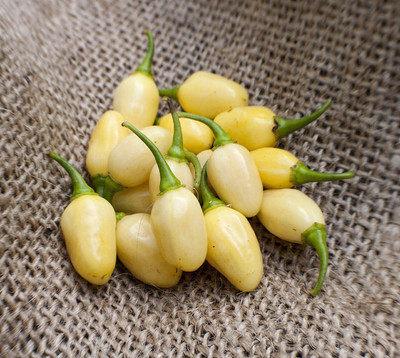 Biosnyg Peruvian White Lightning Pepper Seeds for Home Gardening-(2000 Seeds) Seed(2000 per packet)