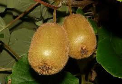 XOLDAA f1 quality hybrid kiwi fruit Seed(80 per packet)
