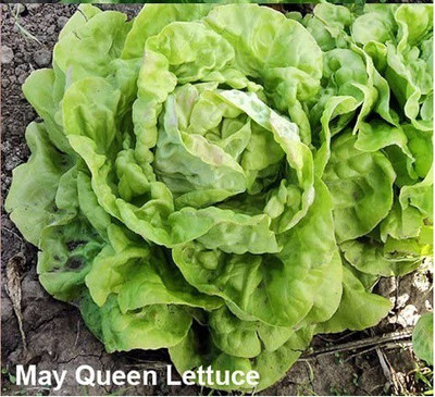 CYBEXIS VXI-53 - May Queen Lettuce - (1350 Seeds) Seed(1350 per packet)