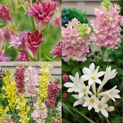 ibains Tuberose plant seeds beej 12 Seed(12 per packet)