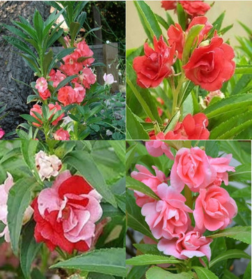 ibains Balsam seeds with mixed colour beez 70 Seed(70 per packet)